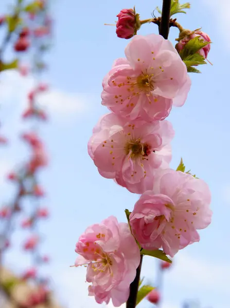Pretty Pink Flowers Prunus Triloba Ornamental Tree Spring — Stock Photo, Image