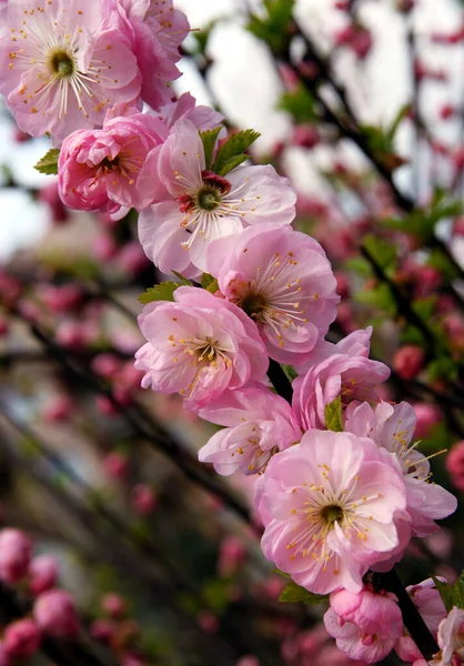 Bonitas Flores Rosadas Del Árbol Ornamental Prunus Triloba Primavera — Foto de Stock