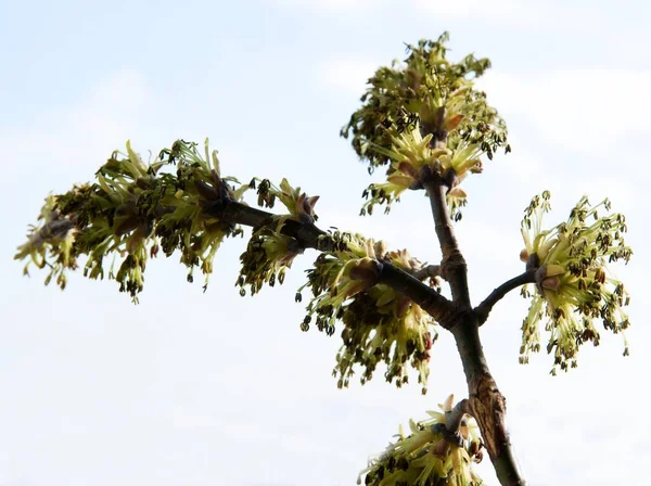 Box Elder Tree Blossoming Close — Stock Photo, Image