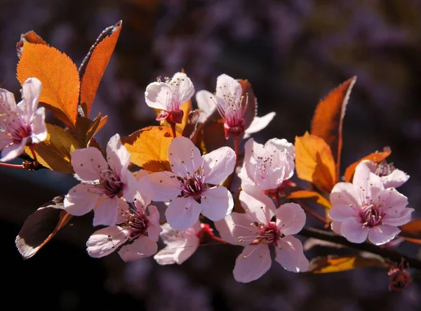 Pink Pretty Flowers Malus Purpurea Tree Spring — Stock Photo, Image