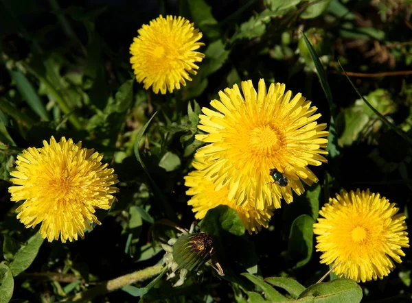 Gula Blommor Maskrosor Närbild — Stockfoto