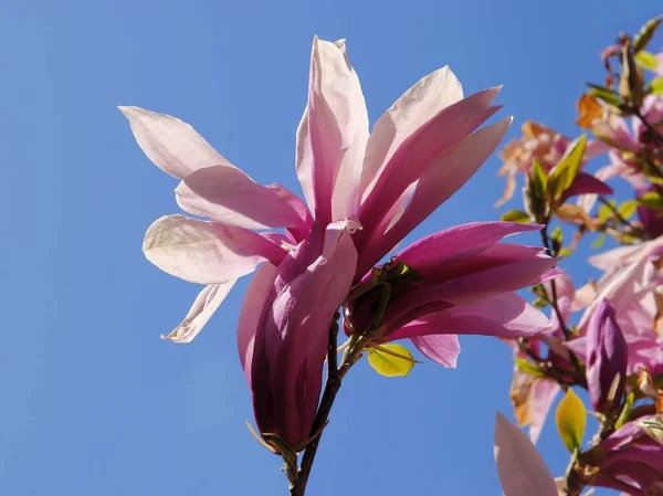 Růžové Obrovské Květy Magnólie Stromu Jaře — Stock fotografie