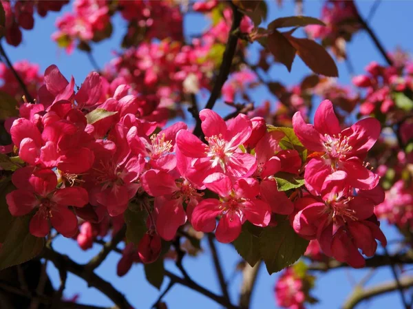Malus Purpurea Drzewo Czerwonymi Kwiatami Wiosnę Zbliżenie — Zdjęcie stockowe