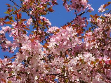 İlkbaharda Malus Purpurea ağacının güzel pembe çiçekleri kapanıyor