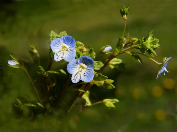 Pretty Small Blue Flowers Veronica Persica Wild Plant Close — Stock Photo, Image