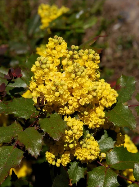 Орегонско Виноградный Куст Цветущий Желтыми Цветами — стоковое фото