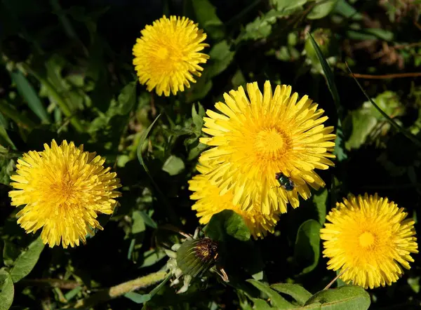 Gele Paardebloemen Bloeien Weide Het Voorjaar — Stockfoto