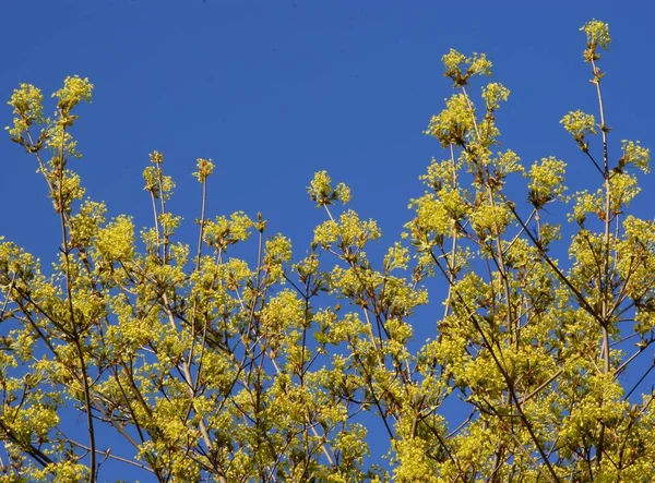 Rameaux Acer Platanoides Arbre Floraison Wuth Fleurs Jaune — Photo