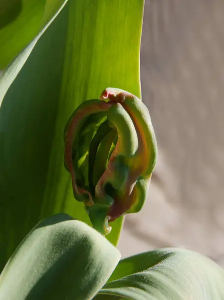 Растущий Бутон Тюльпана Перед Цветением — стоковое фото