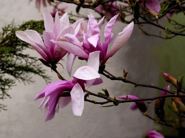 Pink Huge Flowers Magnolia Tree Spring — Stock Photo, Image