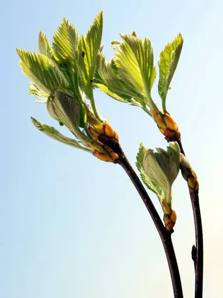 Rosnące Świeże Zielone Liście Drzew Wiosną — Zdjęcie stockowe