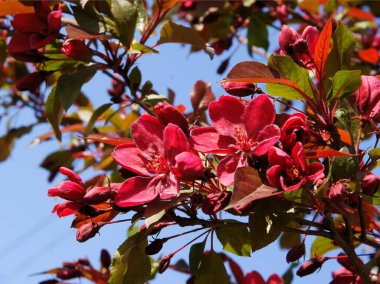 yaban elması purpurea ağacı çiçek açıyor.
