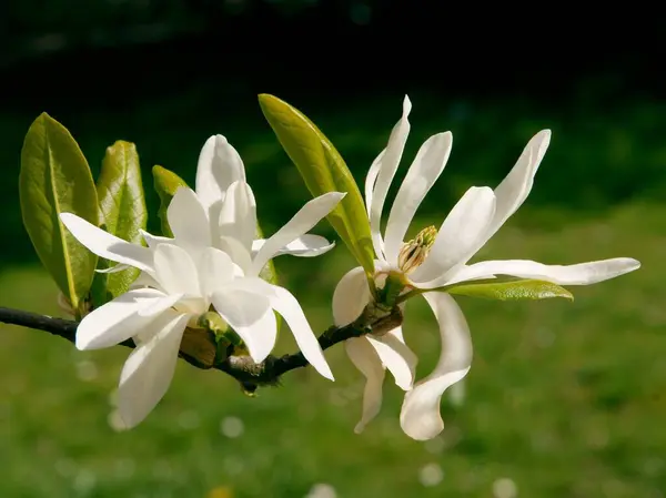 Albero Magnolia Fioritura Con Fiori Bianchi — Foto Stock