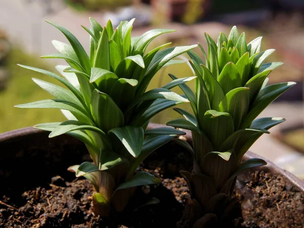 Germination Pousses Vertes Lis Gros Plan — Photo