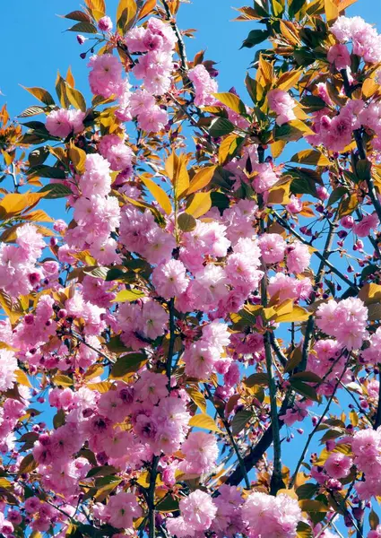 Prunus Serrulata Árbol Con Flores Rosadas Primavera — Foto de Stock