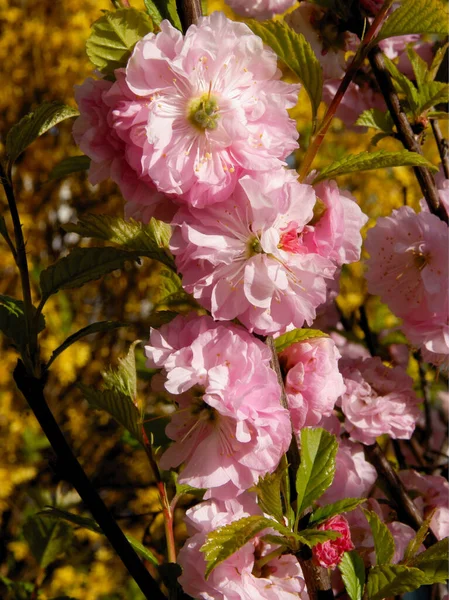 Prunus Triloba Tree Pretty Pink Flowers Close — Stock Photo, Image