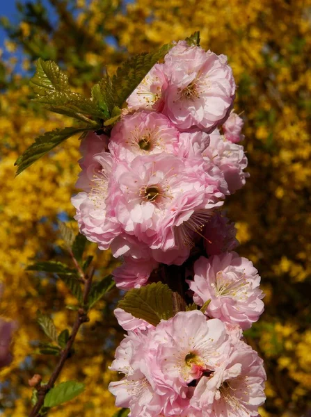 Prunus Triloba Tree Pretty Pink Flowers Close — Stock Photo, Image