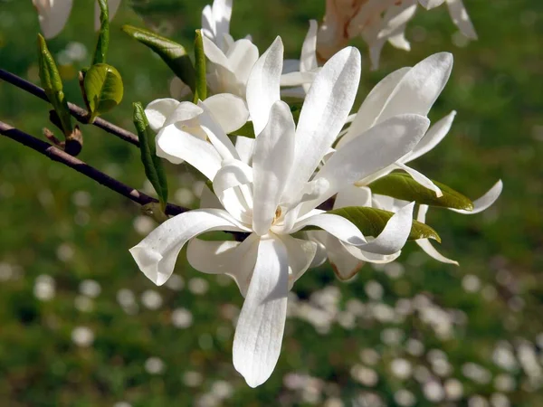 Μανόλια Ανθίζει Λευκά Λουλούδια — Φωτογραφία Αρχείου