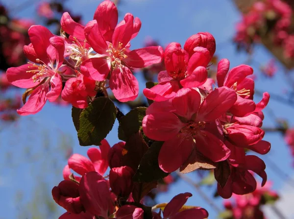 Różowe Kwiaty Jabłoni Kraba Zbliżenie — Zdjęcie stockowe