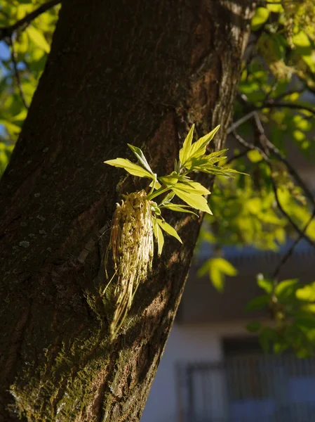 Acer Negundo Baum Voller Blüte Aus Nächster Nähe — Stockfoto