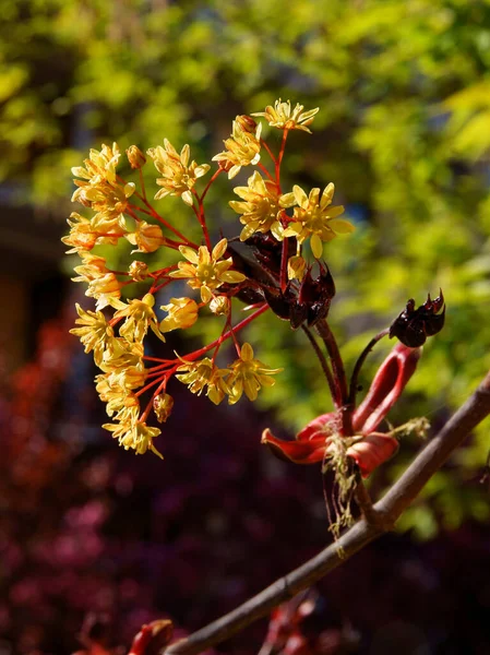 Yellow Small Flowers Maple Tree Close — Stock Photo, Image