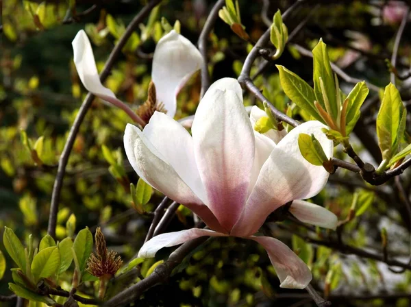 Rosa Blommor Magnolia Prydnadsträd Våren — Stockfoto