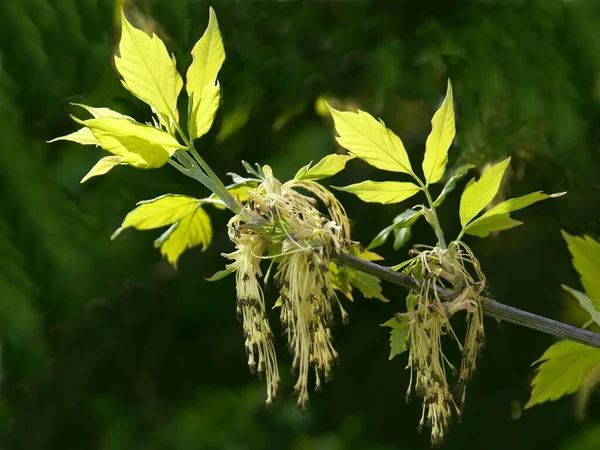 Boîte Aîné Acer Negundo Floraison Printemps — Photo