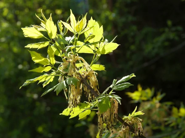 Ящик Старшее Дерево Acer Negundo Цветение Весной — стоковое фото