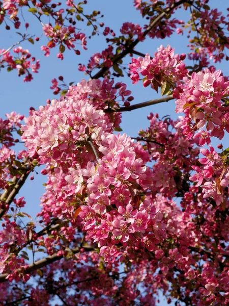 Malus Purpurea Árbol Que Florece Primavera — Foto de Stock