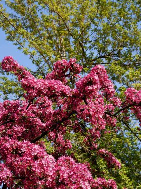 İlkbaharda açan malus purpurea ağacı.