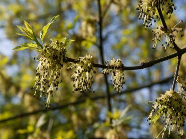 Kutu yaşlı ağaç Acer negundo baharda çiçek açıyor