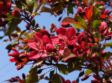İlkbaharda açan malus purpurea ağacı.