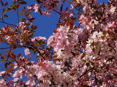 İlkbaharda açan malus purpurea ağacı.