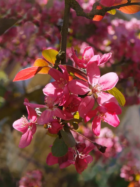 Malus Purpurea Tree Bsoming Spring — стоковое фото