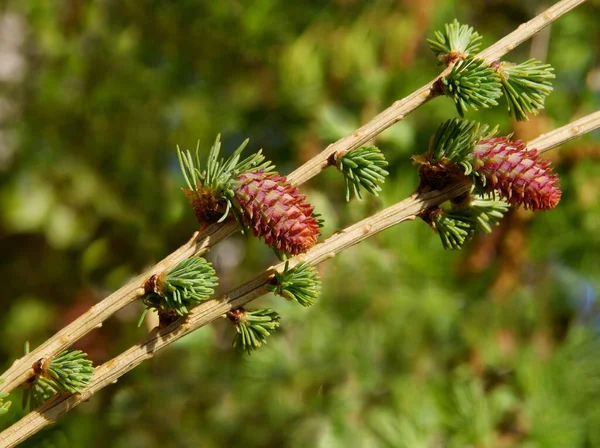Larch Árvore Com Agulhas Verdes Pequenas Flores Vermelhas — Fotografia de Stock