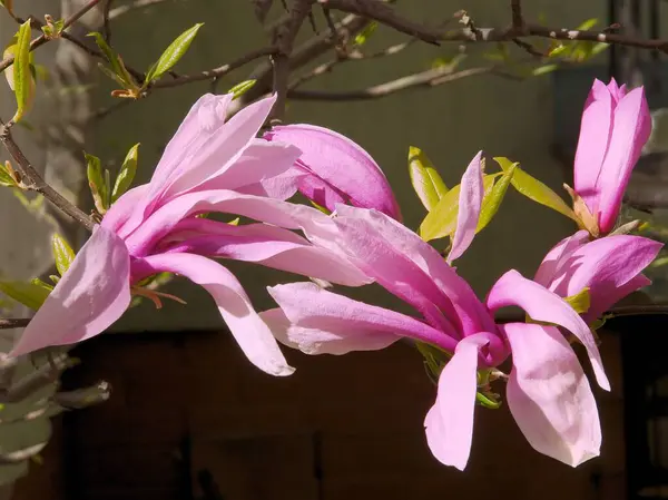 Flores Rosadas Magnolia Árbol Ornamental Primavera —  Fotos de Stock