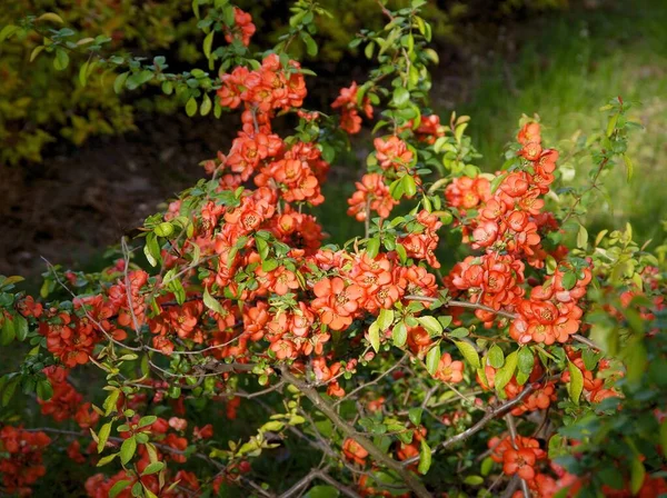 Chaenomeles Japonica Krzak Pomarańczowymi Kwiatami Wiosnę — Zdjęcie stockowe