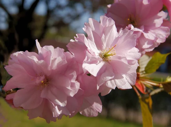 Różowe Kwiaty Drzewa Prunus Serrulata Wiosną — Zdjęcie stockowe