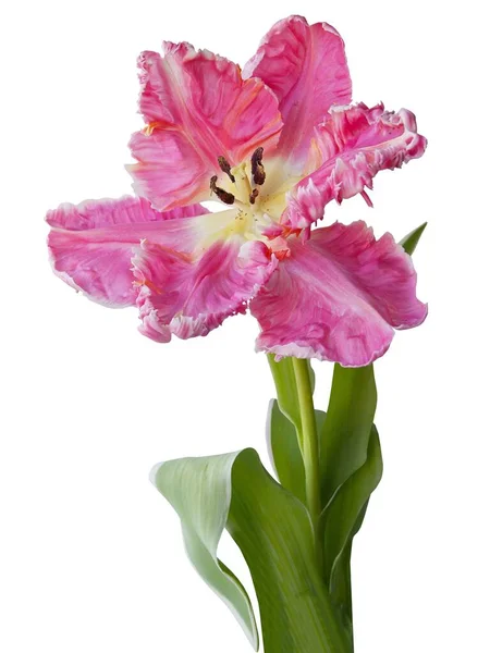 Pěkný Růžový Tulipán Zavřít Izolované — Stock fotografie