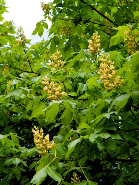 Flores Amarillas Aesculus Flava Primavera —  Fotos de Stock