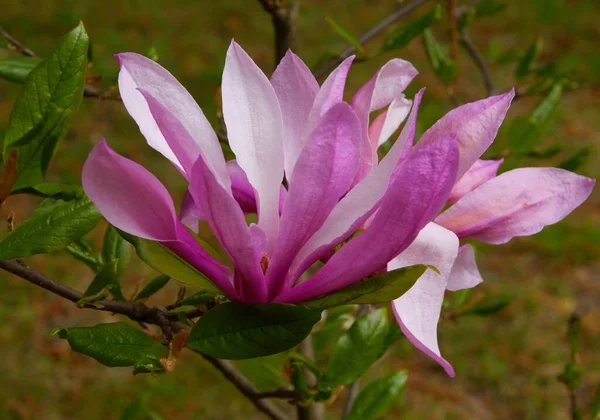 Pretty Purple Flower Magnolia Tree Spring — Stock Photo, Image