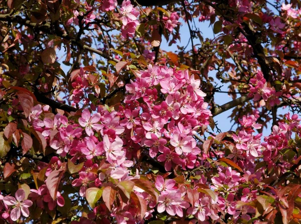 Krabben Apfelbaum Mit Hübschen Rosa Blüten Frühling — Stockfoto