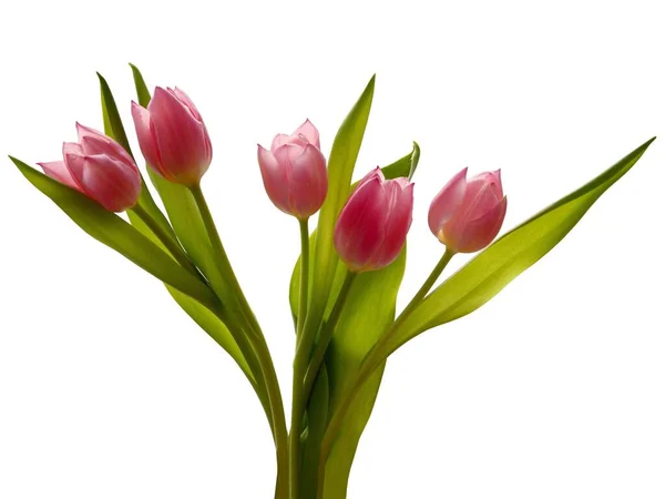 Pink Tulips Close Spring — Stock Photo, Image