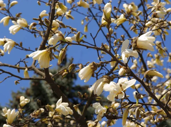 Flores Brancas Árvore Magnólia Fundo Céu Azul — Fotografia de Stock
