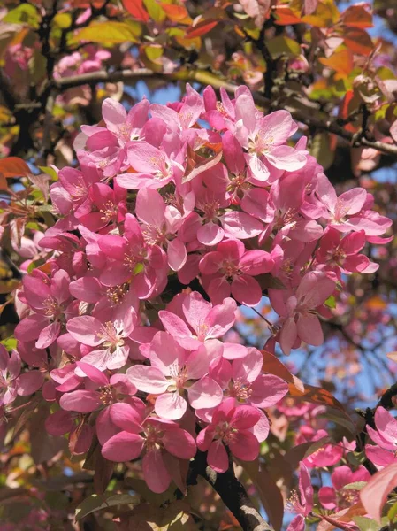 Jabłoń Kraba Pięknymi Różowymi Kwiatami Wiosną — Zdjęcie stockowe