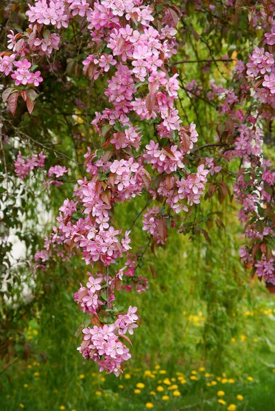 Caranguejo Macieira Com Belas Flores Cor Rosa Primavera — Fotografia de Stock