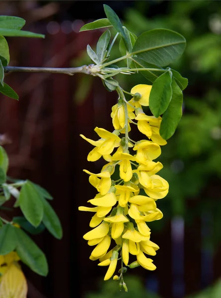 Желтые Цветы Обыкновенного Лабурнума Весной — стоковое фото