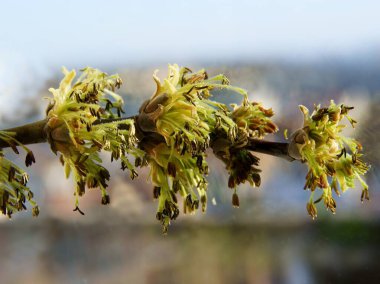 Büyüyen çiçek tomurcuklarıyla kutulu yaşlı ağaç