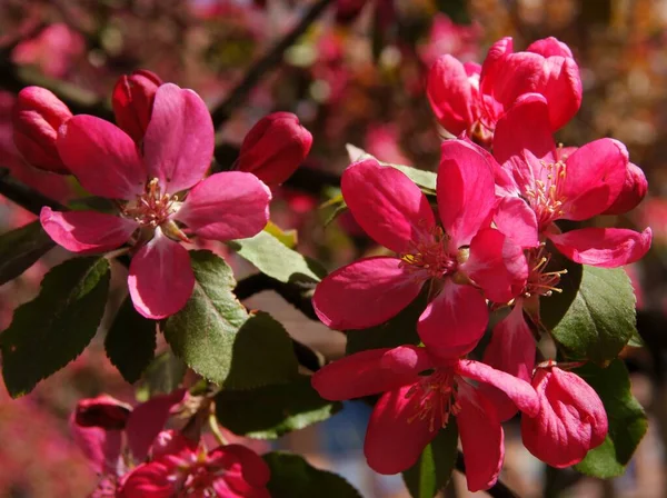 Piękne Różowe Kwiaty Malus Purpurea Drzewa Wiosną — Zdjęcie stockowe