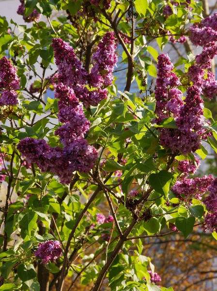 Cespuglio Lilla Con Fiori Profumati Viola Vicino — Foto Stock